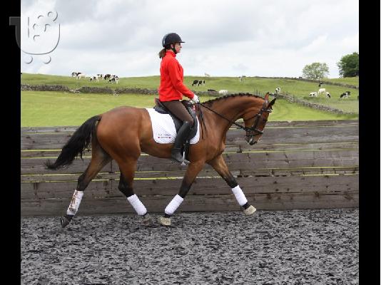 10 chronón Kfps Reg Friesian Mare